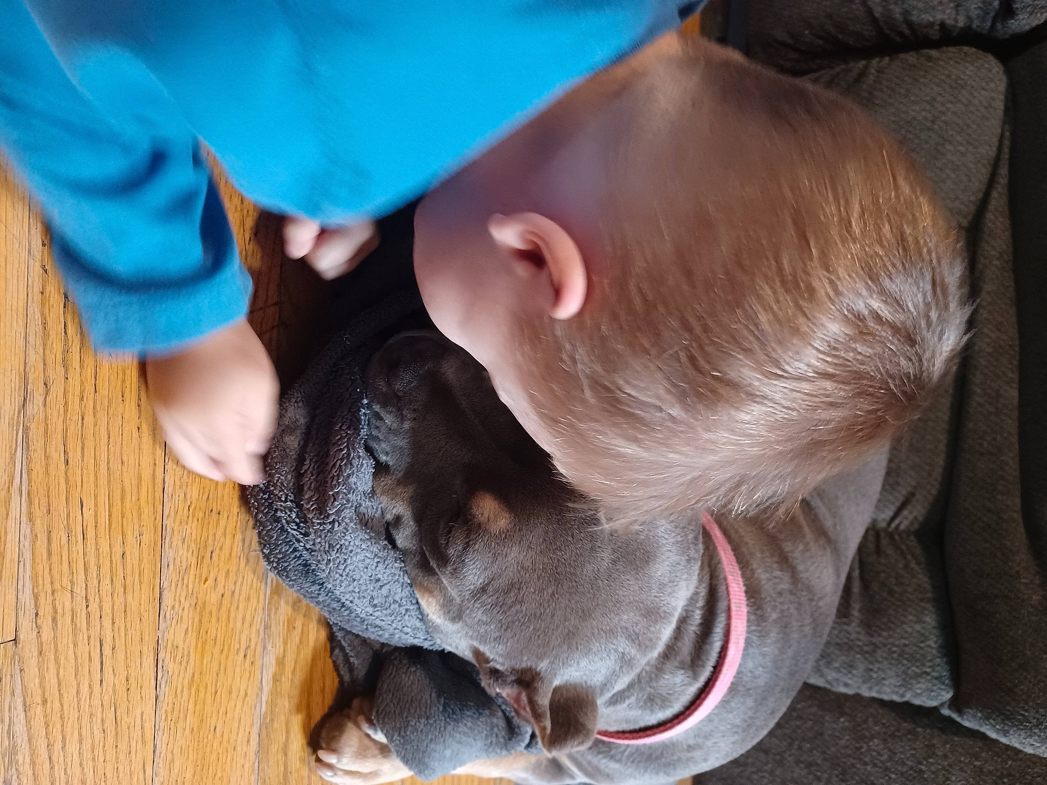 Anthony joined the competition — help win amazing prizes! baby, carnivore, child, comfort, companion_dog, dog, dog_breed, electric_blue, fawn, finger, foot, fur, gesture, human_leg, paw, person, snout, sporting_group, tail, toddler
