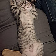 Breeze is registered to the contest to win money with this photo: cat, kitten, tabby, striped_fur, lying_down, belly_up, raised_paws, paws, whiskers, eyes, animal, pet, cute, playful, relaxed, indoor, cushion, sofa, close_up, portrait