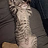 cat, kitten, tabby, striped_fur, lying_down, belly_up, raised_paws, paws, whiskers, eyes, animal, pet, cute, playful, relaxed, indoor, cushion, sofa, close_up, portrait