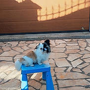 Rocky participe au concours pour gagner de l'argent avec cette photo : animal, blue_stool, brown_and_white, companion, cute, daylight, dog, fence_shadow, fluffy_dog, garage_door, home_exterior, outdoor, paw, pet, portrait, shadow, sitting, small_dog, stone_pavement, sunlight