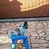 animal, blue_stool, brown_and_white, companion, cute, daylight, dog, fence_shadow, fluffy_dog, garage_door, home_exterior, outdoor, paw, pet, portrait, shadow, sitting, small_dog, stone_pavement, sunlight