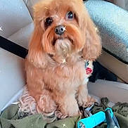 Chance is registered to the contest to win money with this photo: accessory, animal, blanket, brown_fur, car_interior, car_seat, collar, companion, cozy, curious, cute, dog, fur, indoor, leash, pet, seatbelt, sitting, small_dog, toy