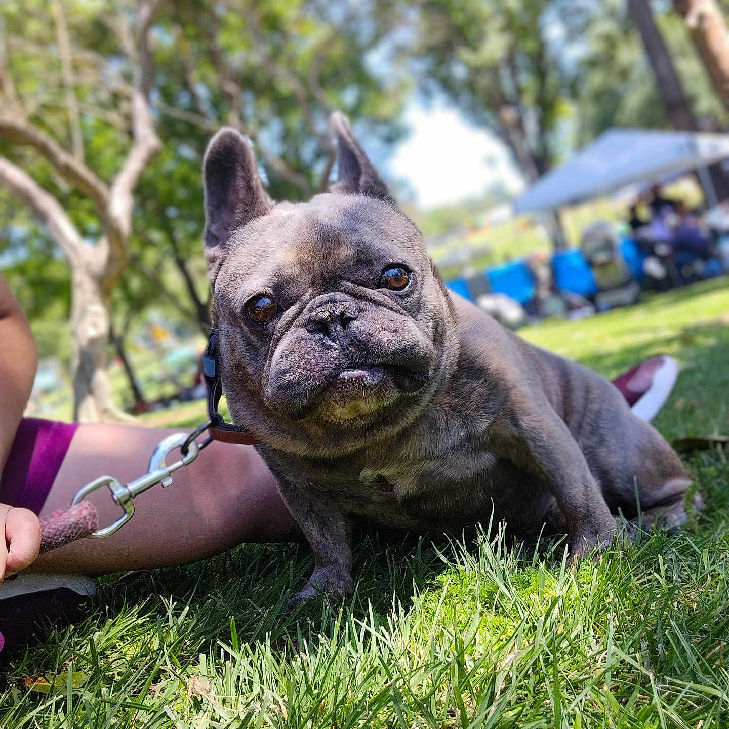 Chapo Guzman joined the competition — help win amazing prizes! animal, canine, daylight, dog, ear, face, french_bulldog, grass, leash, outdoor, park, person, pet, relaxing, shade, snout, summer, tent, tongue, tree