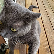 Ralphy is registered to the contest to win money with this photo: cat, gray_cat, yellow_eyes, whiskers, wooden_deck, outdoor, curious, pet, animal, feline, closeup, paw, ears, tail, texture, natural_light, domestic_animal, looking_away, fur, claws