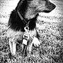 dog, leash, grass, outdoor, pet, canine, black_and_white, side_view, sitting, collar, fur, small_dog, nature, daylight, park, vehicle, tree, quiet, calm, animal