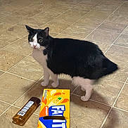 Jasmine Cunningham joined the competition — help win amazing prizes! cat, black_and_white, tile_floor, fanta_box, pineapple, bottle, pet, indoor, curious, shadow, flooring, animal, domestic, household, standing, looking, box, container, furniture, background