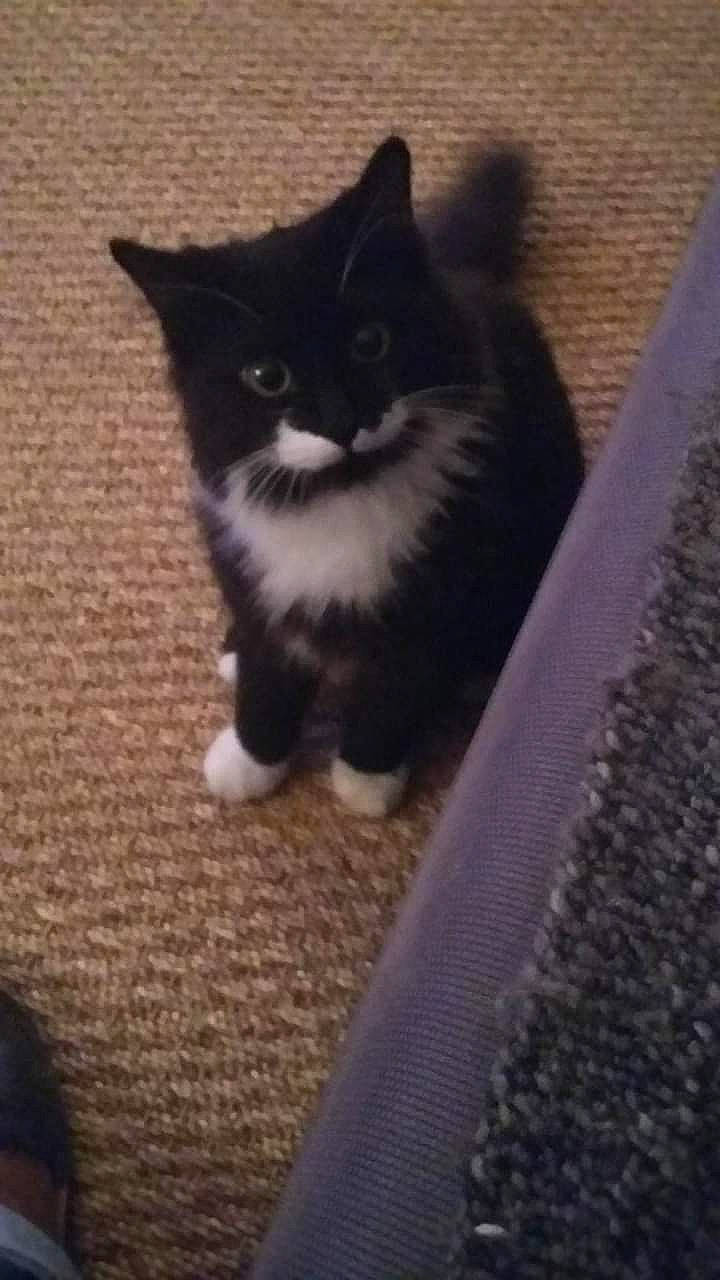 Othello participe au concours pour gagner de l'argent avec cette photo : automotive_tire, black_cat, box, carnivore, carpet, cat, domestic_short_haired_cat, felidae, flooring, fur, grey, hardwood, mat, pattern, paw, small_to_medium_sized_cats, snout, tail, whiskers, wood