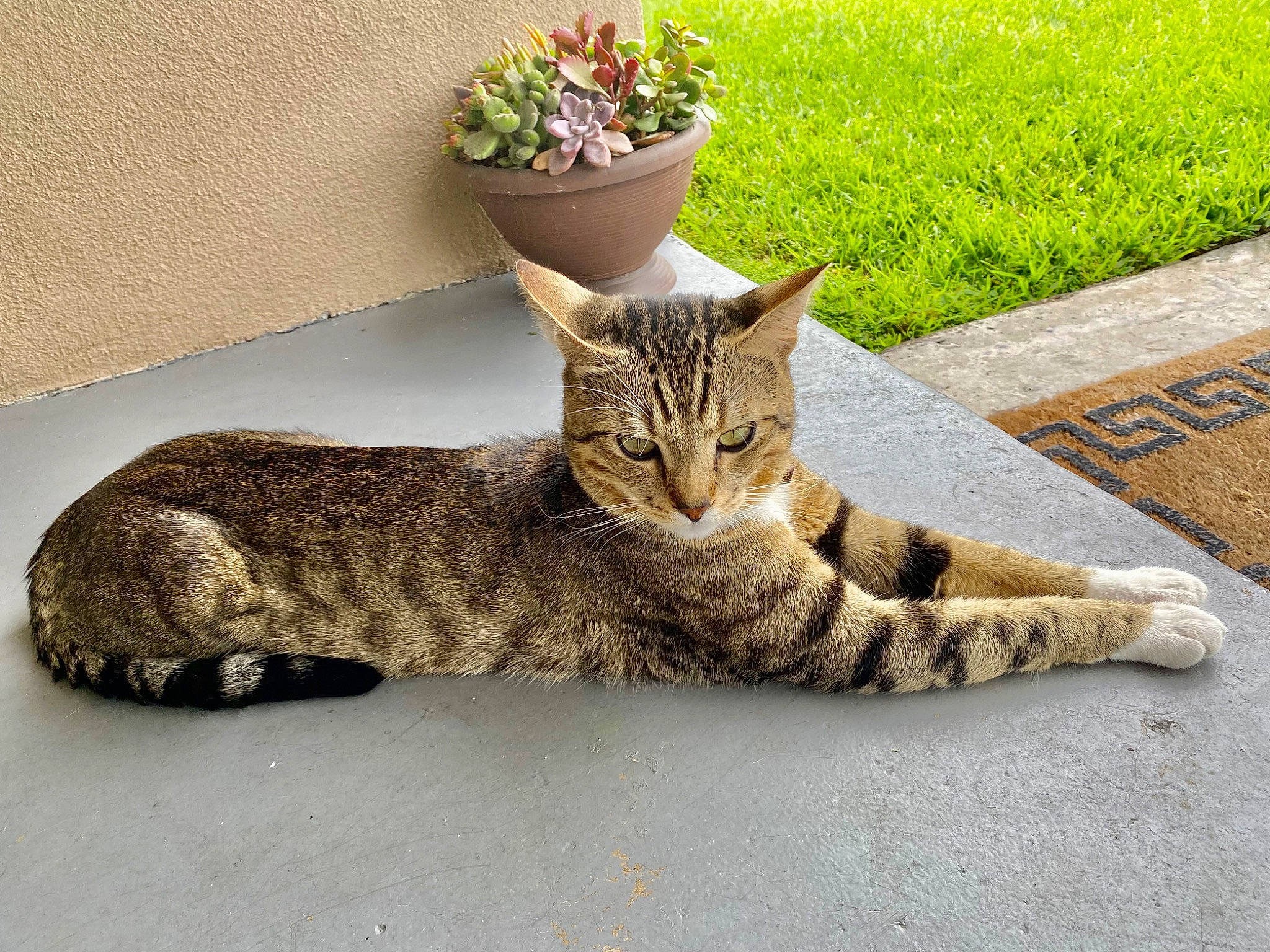 Bonbon joined the competition — help win amazing prizes! carnivore, cat, comfort, domestic_short_haired_cat, felidae, flower, flowerpot, fur, grass, grey, groundcover, houseplant, plant, road_surface, sitting, small_to_medium_sized_cats, snout, tail, terrestrial_animal, whiskers