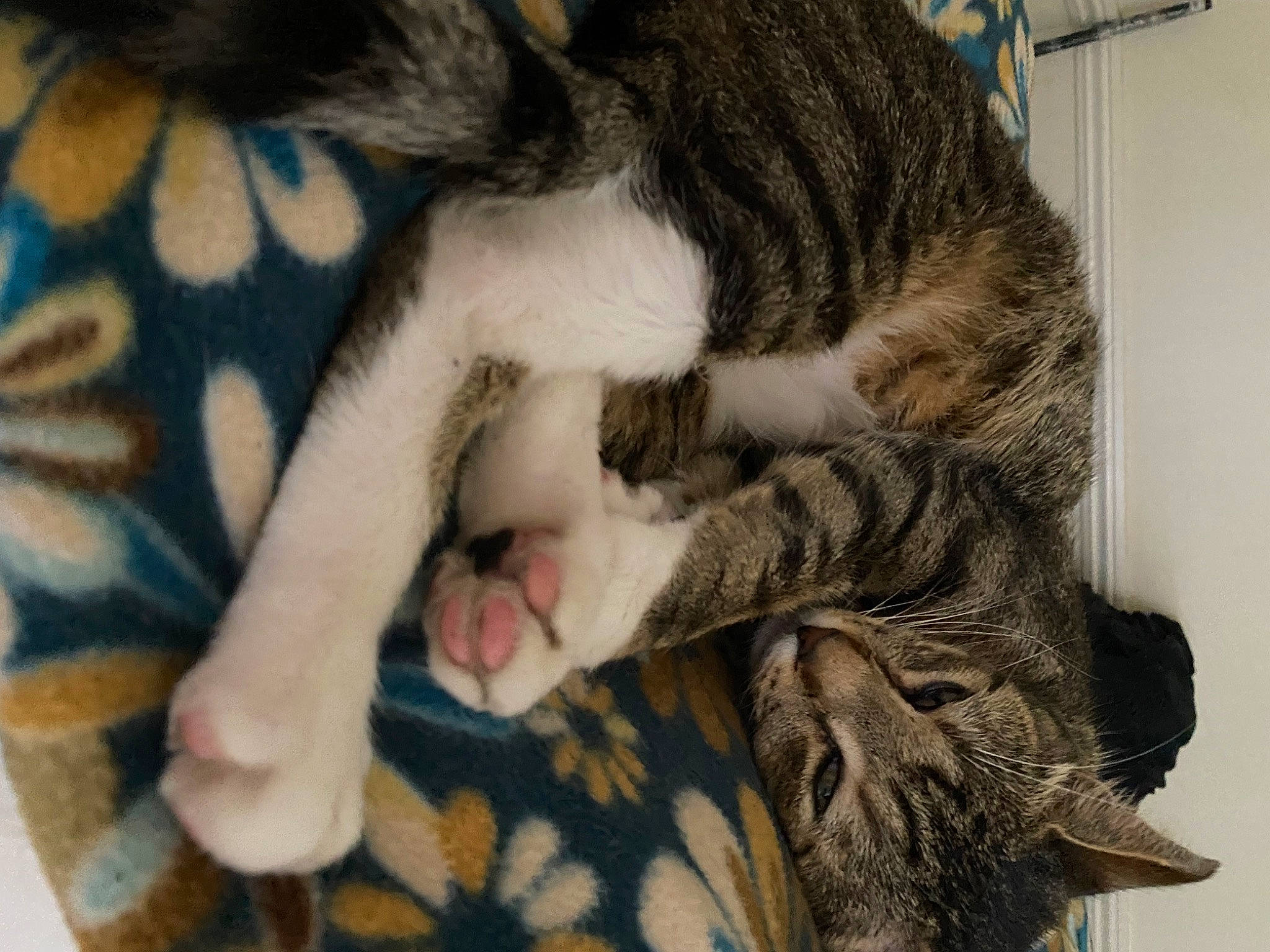 Bonbon is registered to the contest to win money with this photo: carnivore, cat, claw, close_up, comfort, domestic_short_haired_cat, fawn, felidae, fur, nap, pattern, paw, sleep, small_to_medium_sized_cats, snout, tail, terrestrial_animal, whiskers