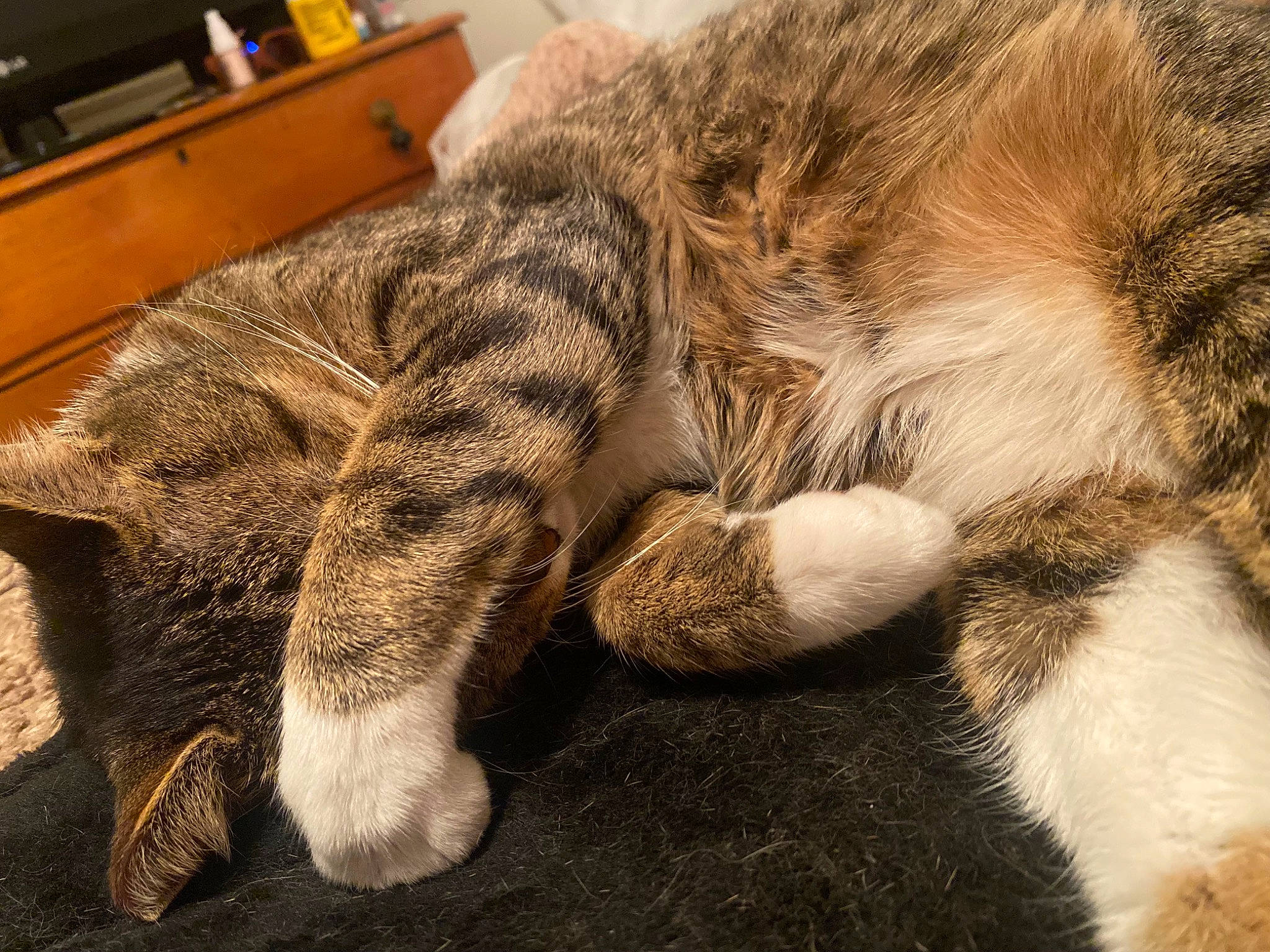 Bonbon is registered to the contest to win money with this photo: cabinetry, carnivore, cat, chest, chest_of_drawers, claw, comfort, domestic_short_haired_cat, drawer, fawn, felidae, fur, nap, paw, sleep, small_to_medium_sized_cats, snout, tail, terrestrial_animal, whiskers