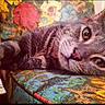 cat, tabby_cat, close_up, lying_down, fabric, patterned_fabric, floral_background, relaxed, whiskers, fur, indoor, colorful, texture, pet, animal, domestic_cat, face, eyes, nose, cozy
