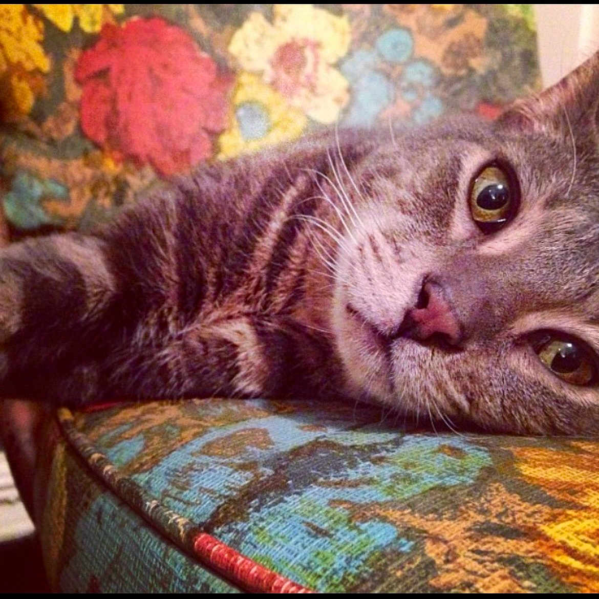 Freddy Cray Mercury joined the competition — help win amazing prizes! cat, tabby_cat, close_up, lying_down, fabric, patterned_fabric, floral_background, relaxed, whiskers, fur, indoor, colorful, texture, pet, animal, domestic_cat, face, eyes, nose, cozy
