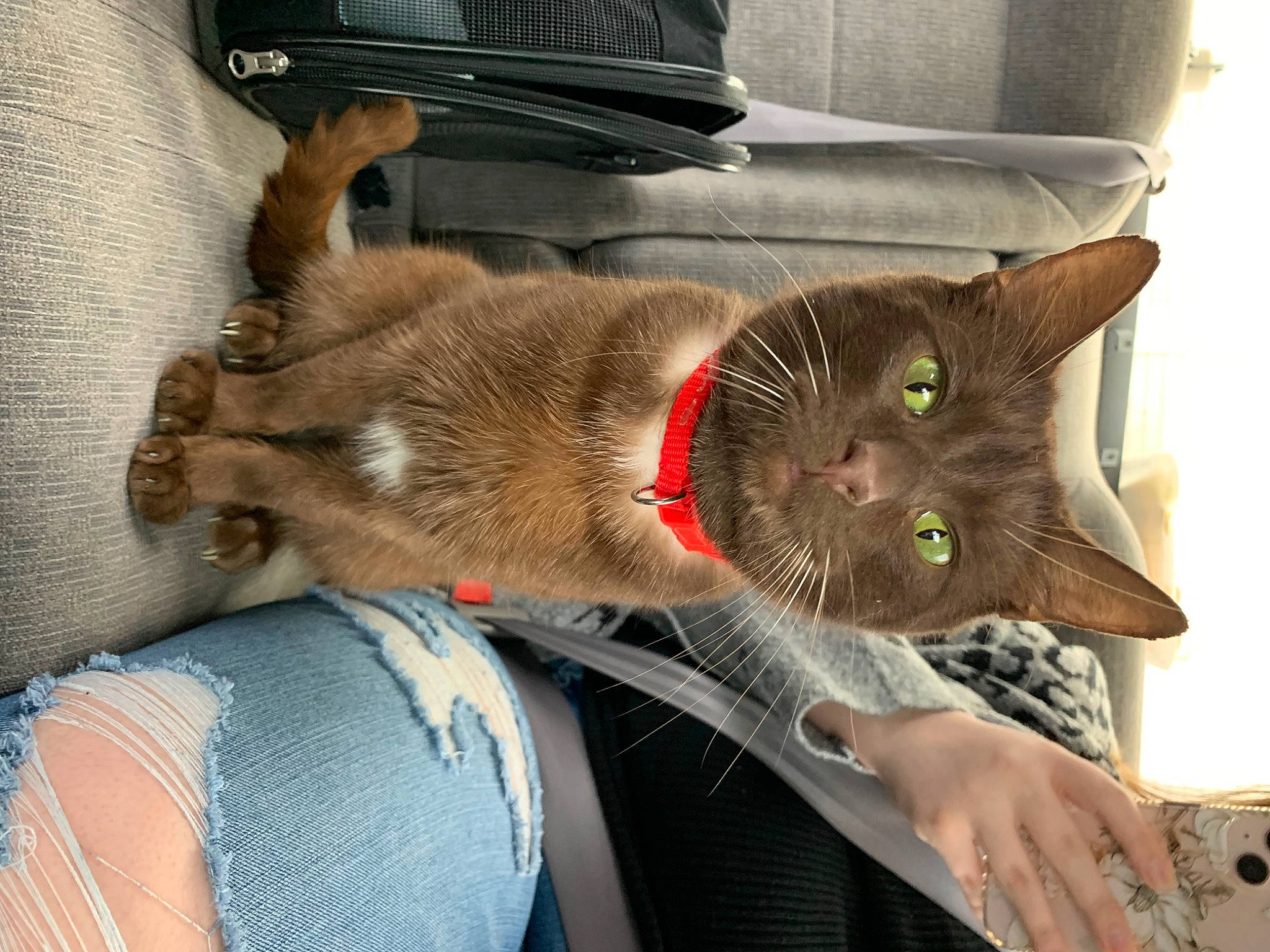 Miso is registered to the contest to win money with this photo: bag, carnivore, cat, claw, collar, comfort, domestic_short_haired_cat, ear, fawn, felidae, fur, gesture, laptop, luggage_and_bags, plant, small_to_medium_sized_cats, snout, tail, whiskers, window