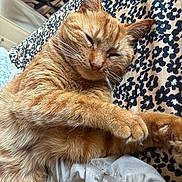 Mato is registered to the contest to win money with this photo: cat, ginger_cat, sleeping, resting, feline, pet, indoor, blanket, patterned_blanket, cozy, fur, whiskers, paw, ears, relaxed, closeup, home, domestic_cat, cute, animal