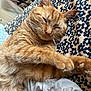 cat, ginger_cat, sleeping, resting, feline, pet, indoor, blanket, patterned_blanket, cozy, fur, whiskers, paw, ears, relaxed, closeup, home, domestic_cat, cute, animal