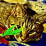 animal, blue, cat, close_up, colorful, ear, eye, feather, feline, fur, green_feather, indoor, lying_down, pattern, pet, red_feather, resting, tabby_cat, whiskers, yellow