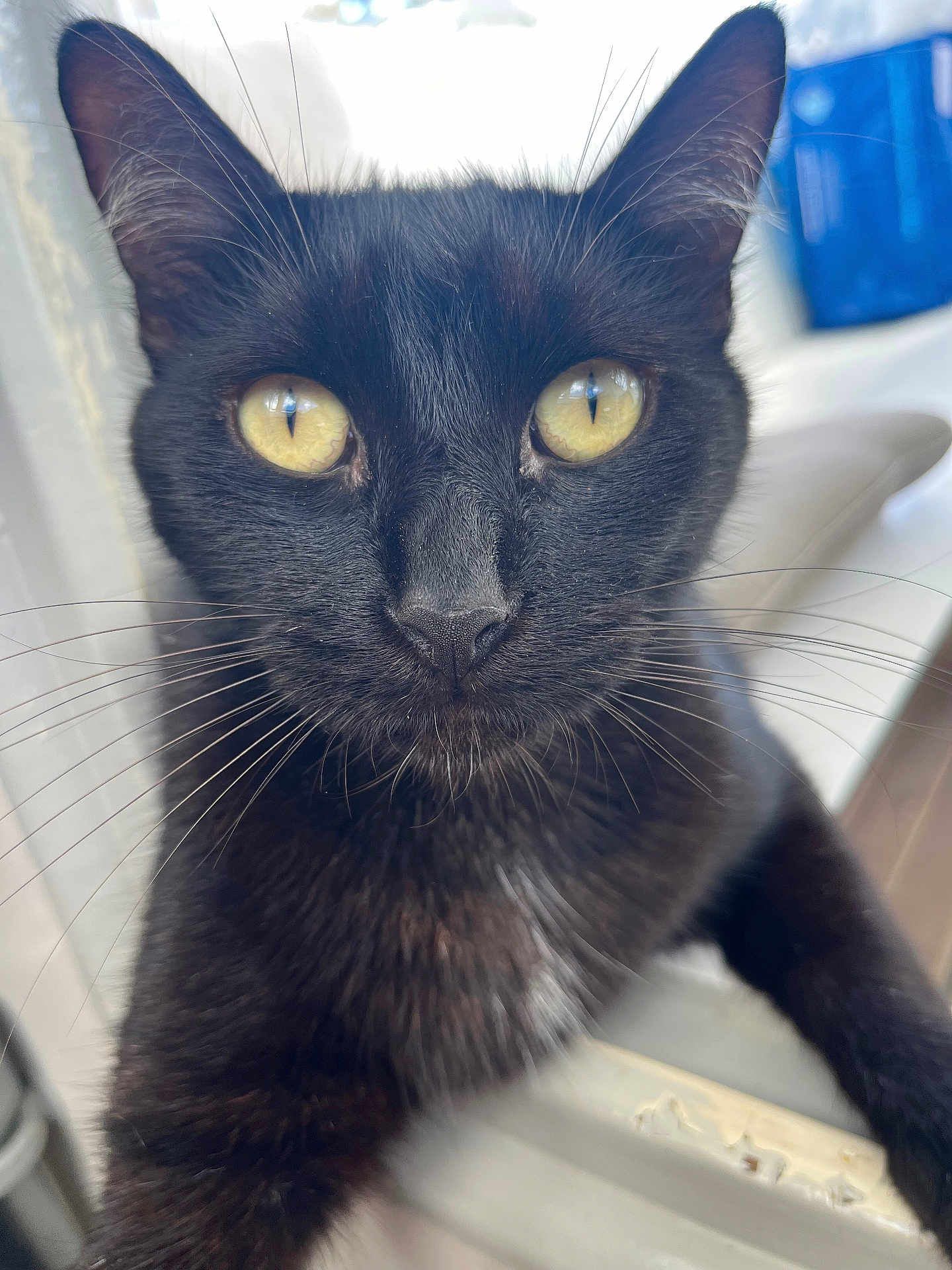 Brutus participe au concours pour gagner de l'argent avec cette photo : cat, black_cat, close_up, yellow_eyes, whiskers, fur, pet, animal, curious, indoor, portrait, face, feline, soft_light, detailed, focus, domestic_animal, whiskers_visible, alert, cute