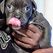 Diesel is registered to the contest to win money with this photo: puppy, dog, animal, pet, cute, tongue, close_up, hand, person, indoor, playful, black_dog, face, expression, young_dog, fur, muzzle, holding, looking, domestic_animal