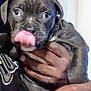 puppy, dog, animal, pet, cute, tongue, close_up, hand, person, indoor, playful, black_dog, face, expression, young_dog, fur, muzzle, holding, looking, domestic_animal