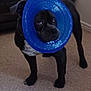 Diesel joined the competition — help win amazing prizes! dog, black_dog, indoor, carpet, blue_ring, pet_toy, furniture, curious, standing, animal, domestic_animal, ears, snout, eyes, playful, household, canine, pet, room, looking