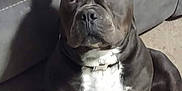 Diesel joined the competition — help win amazing prizes! dog, pet, indoor, carpet, sofa, black_and_white, muscular, canine, sitting, shadow, furniture, collar, animal, companion, domestic, face, ears, floor, house, portrait