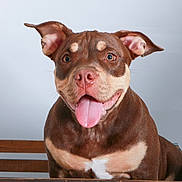Reesie joined the competition — help win amazing prizes! dog, brown_dog, tan_dog, happy_dog, tongue_out, pet, animal, canine, smiling_dog, wooden_fence, indoor, portrait, cute, friendly, ears_up, looking_at_camera, close_up, domestic_animal, mammal, playful