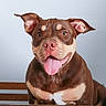 dog, brown_dog, tan_dog, happy_dog, tongue_out, pet, animal, canine, smiling_dog, wooden_fence, indoor, portrait, cute, friendly, ears_up, looking_at_camera, close_up, domestic_animal, mammal, playful