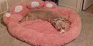 Sadie joined the competition — help win amazing prizes! dog, pet_bed, indoor, carpet, dog_bed, resting, relaxing, brown_dog, furniture, table, household_items, collar, sleeping, paw_shaped_bed, cozy, room, door, wall, carpeted_floor, napping