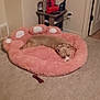dog, pet_bed, indoor, carpet, dog_bed, resting, relaxing, brown_dog, furniture, table, household_items, collar, sleeping, paw_shaped_bed, cozy, room, door, wall, carpeted_floor, napping