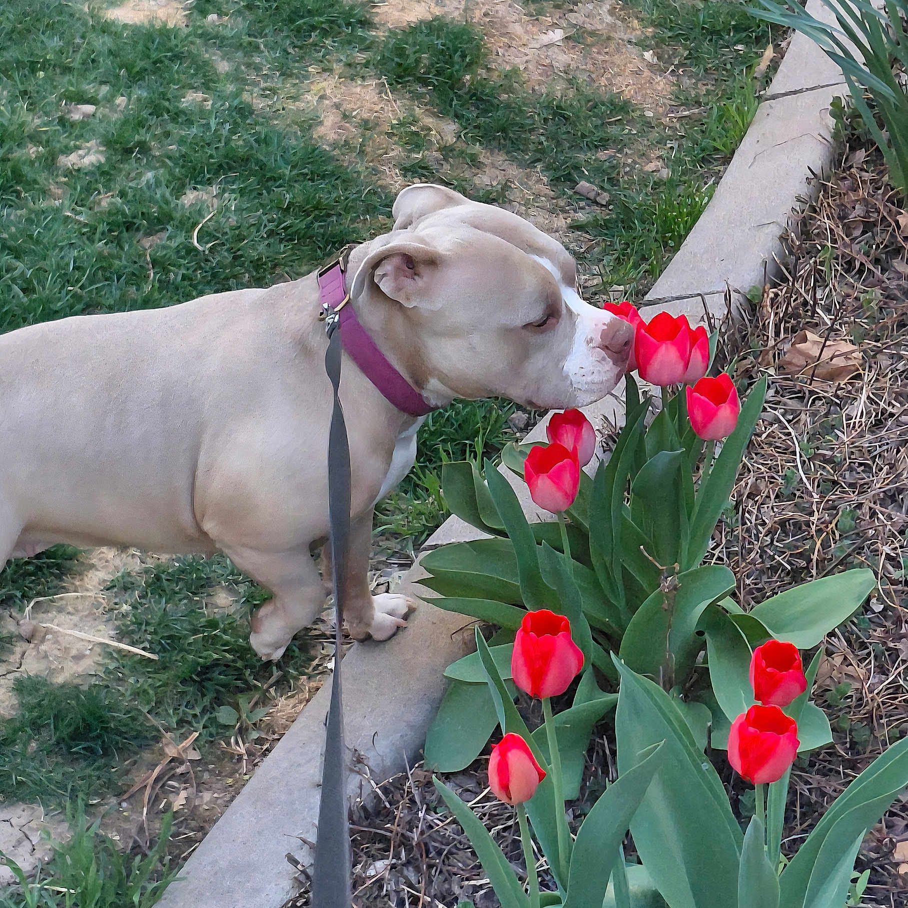 Sadie is registered to the contest to win money with this photo: canine, collar, curious, dog, flora, flower, garden, grass, greenery, leash, nature, outdoor, pet, plant, sidewalk, sniffing, spring, summer, tulips, walking