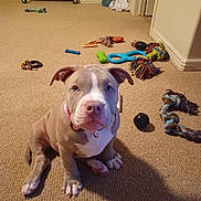 Sadie is registered to the contest to win money with this photo: puppy, dog, indoor, carpet, toys, rope_toy, chew_toy, pet, cute, brown, white, collar, animal, young_dog, playful, small_dog, floor, home, domestic_animal, looking_up