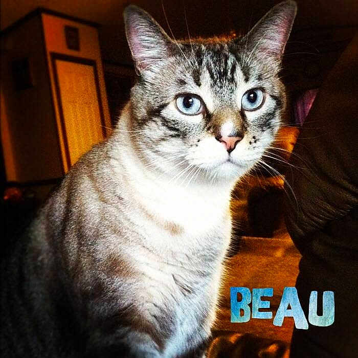 Beau joined the competition — help win amazing prizes!
