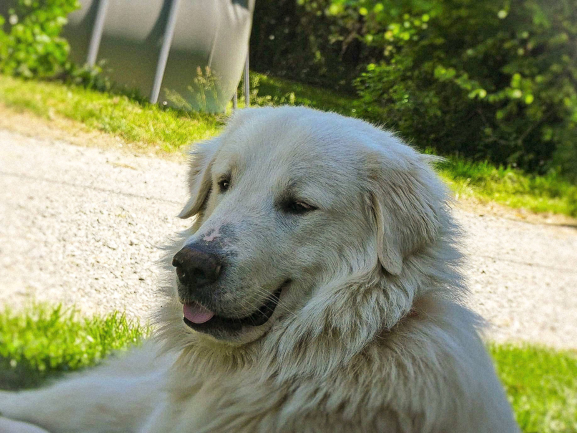 Paco participe au concours pour gagner de l'argent avec cette photo : canidae, carnivore, companion_dog, dog, dog_breed, fur, grass, great_pyrenees, gun_dog, kuvasz, livestock_guardian_dog, plant, polish_tatra_sheepdog, snout, sporting_group, terrestrial_animal, working_dog