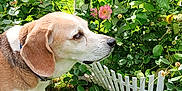 Jake joined the competition — help win amazing prizes! beagle, bush, canine, collar, daylight, dog, flowers, garden, grass, greenery, leaf, nature, outdoor, pet, plant, roses, sniffing, summer, sunlight, white_picket_fence