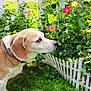 beagle, bush, canine, collar, daylight, dog, flowers, garden, grass, greenery, leaf, nature, outdoor, pet, plant, roses, sniffing, summer, sunlight, white_picket_fence