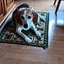Jake is registered to the contest to win money with this photo: animal, beagle, black, brown, cabinet, cozy, decor, dog, domestic, ears, flooring, furniture, home, indoor, laying_down, pet, relaxed, rug, white, wooden_floor