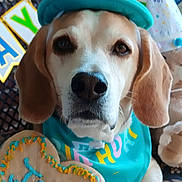 Jake joined the competition — help win amazing prizes! animal, bandana, beagle, birthday, celebration, cookie, cute, decorations, dog, ears, face, furniture, hat, heart_shaped, indoors, jake, name, party, paws, pet