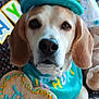 animal, bandana, beagle, birthday, celebration, cookie, cute, decorations, dog, ears, face, furniture, hat, heart_shaped, indoors, jake, name, party, paws, pet