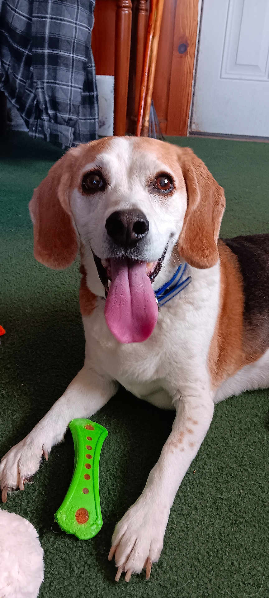 Jake joined the competition — help win amazing prizes! animal, beagle, brown_and_white, canine, chew_toy, collar, dog, ears, floor, green_carpet, happy, house, indoor, paw, pet, playful, resting, smiling, tongue_out, toy