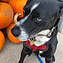 Nikolai is registered to the contest to win money with this photo: dog, black_and_white, blue_eyes, pumpkins, autumn, fall, outdoor, concrete, collar, leash, pet, animal, side_view, sitting, close_up, orange, nature, cute, canine, portrait