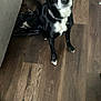 dog, black_and_white, blue_eyes, pet, indoor, wooden_floor, shoes, plastic_bottle, collar, flooring, sitting, household, curious, animal, domestic, canine, looking_up, furniture, clutter, floor