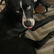 Nikolai joined the competition — help win amazing prizes! dog, black_dog, blue_eyes, tongue_out, indoor, rug, shoe, pet, animal, lying_down, looking_back, home, floor, cute, playful, canine, domestic_animal, resting, mischievous, companion