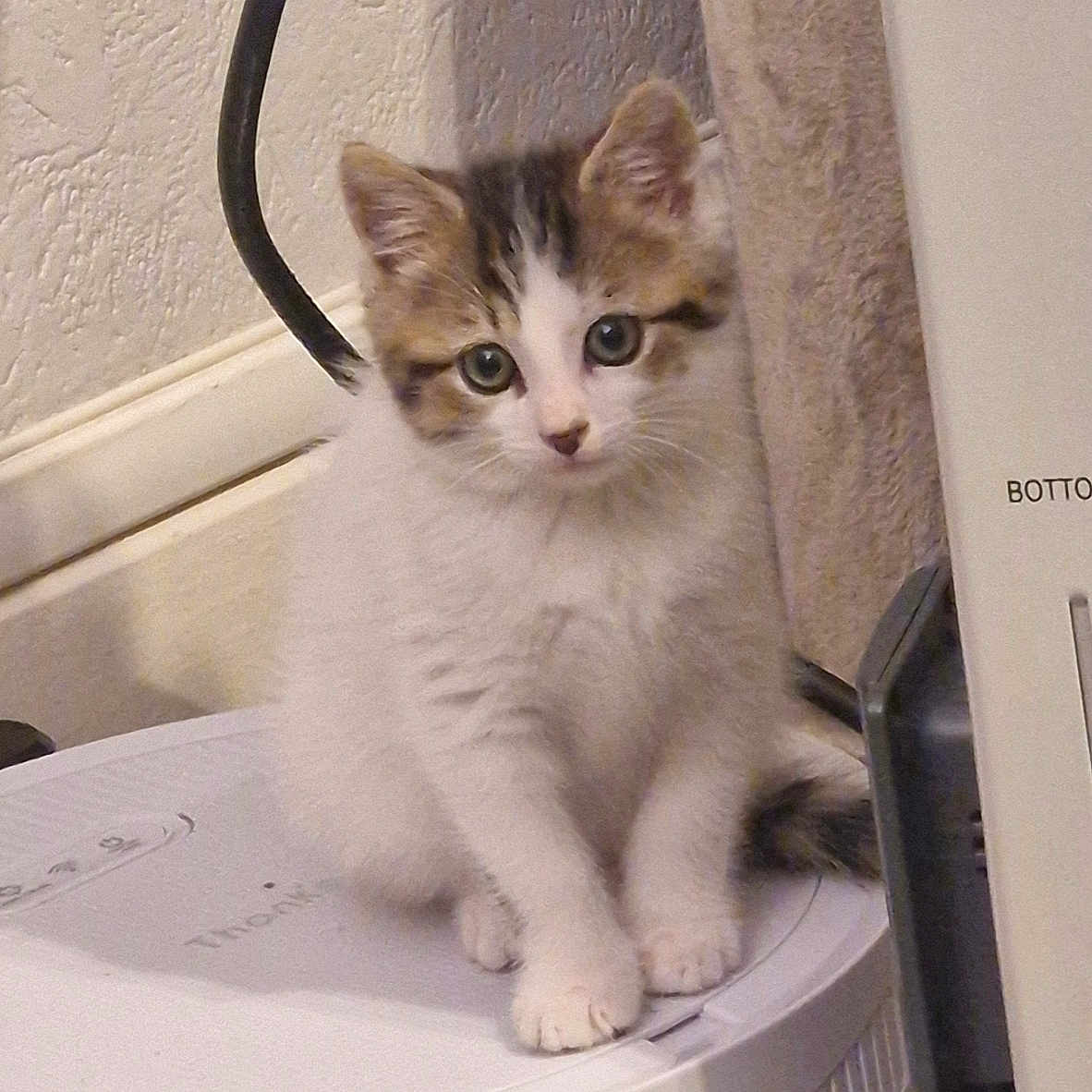 Yuki a rejoint le concours — aidez-le/la à gagner de superbes lots ! animal, appliance, cat, curious, cute, ears, feline, floor, fur, home, indoor, kitten, paws, pet, robotic_vacuum, sitting, tabby, vacuum_cleaner, whiskers, white