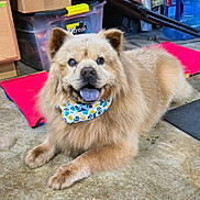Sambo joined the competition — help win amazing prizes! dog, fluffy, bandana, paw_prints, indoor, concrete_floor, storage_box, red_mat, light_brown, pet, animal, cute, lying_down, tongue_out, one_eye_cloudy, fur, domestic_animal, companion, close_up, resting