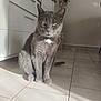animal, cabinet, cat, domestic, ears, feline, floor, gray_cat, home, indoor, kitchen, looking, pet, shadow, sitting, sunlight, tail, tile_floor, whiskers, yellow_eyes