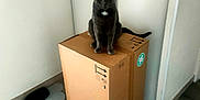 Mistigri participe au concours pour gagner de l'argent avec cette photo : cat, gray_cat, cardboard_box, indoor, flooring, pet_bowl, minimalist, yellow_eyes, feline, domestic_cat, wooden_floor, corner, white_wall, pet, animal, sitting, looking, box, household, fur