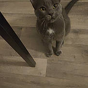 Mistigri participe au concours pour gagner de l'argent avec cette photo : cat, gray_cat, wooden_floor, flooring, table_leg, footwear, sandal, pet, indoor, looking_up, curious, whiskers, tail, animal, domestic, feline, household, closeup, floor, floorboard