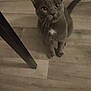 animal, cat, closeup, curious, domestic, feline, floor, floorboard, flooring, footwear, gray_cat, household, indoor, looking_up, pet, sandal, table_leg, tail, whiskers, wooden_floor