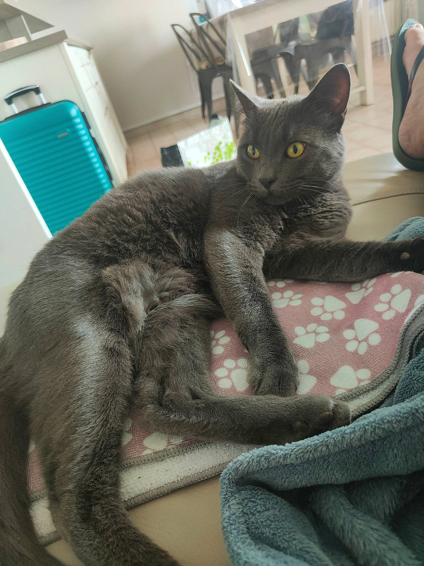 animal, blanket, cat, chair, couch, cozy, floor, fur, furniture, gray_cat, home, indoor, paw_print, pet, relaxing, suitcase, tail, tile_floor, whiskers, yellow_eyes