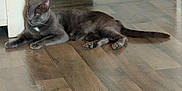 Mistigri a rejoint le concours — aidez-le/la à gagner de superbes lots ! animal, calm, cat, domestic, door, feline, flooring, fur, gray_cat, house, indoor, paws, pet, quiet, relaxing, resting, room, tail, whiskers, wooden_floor